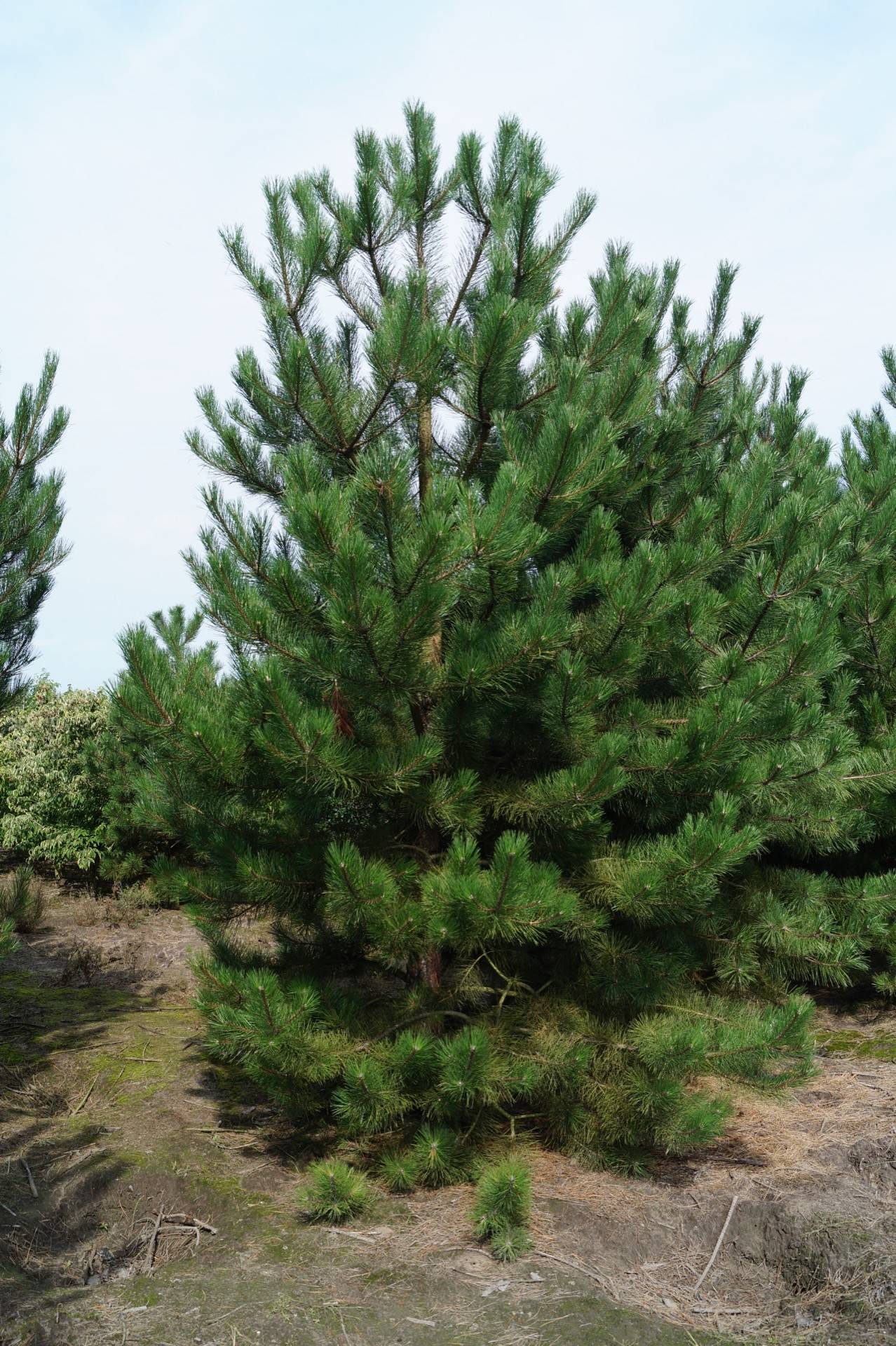 Pinus nigra nigra_11